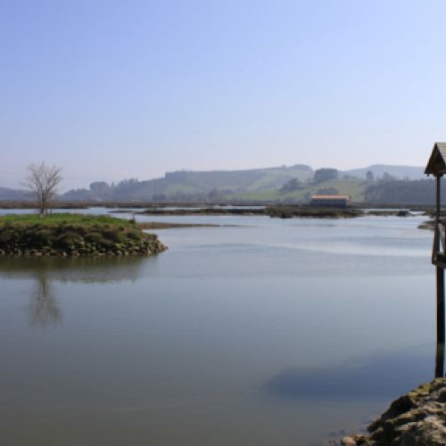 Observación de aves en Escalante, Cantabria