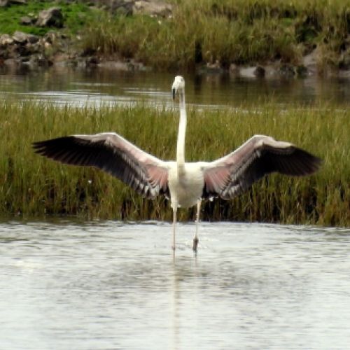 Flamenco en marismas de Santoña