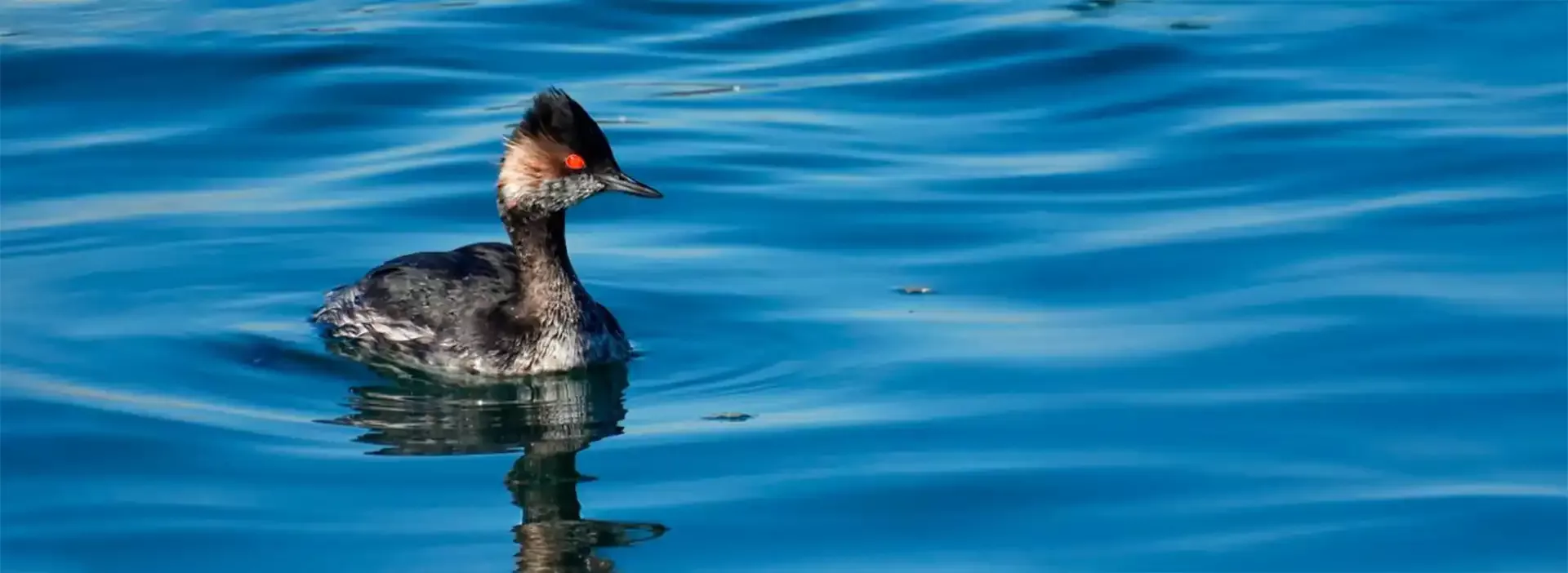 Somormujo lavanco en las Marismas de Santoña, ejemplo de ornitología y pajareo en Cantabria Oriental