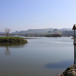 Observación de aves en Escalante, Cantabria