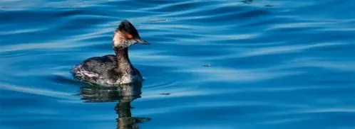 Somormujo lavanco en las Marismas de Santoña, ejemplo de ornitología y pajareo en Cantabria Oriental