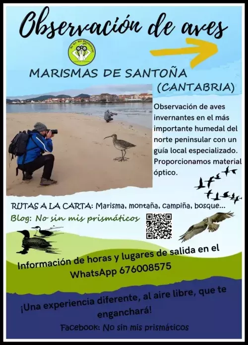 Avistamiento de aves en el Parque Natural de las Marismas de Santoña, Cantabria