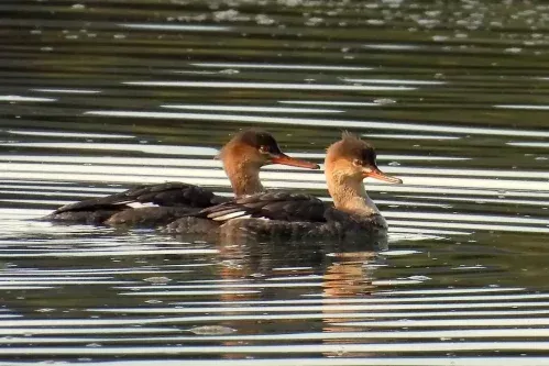 Pareja de serretas nadando en aguas tranquilas del Parque Natural de las Marismas de Santoña en Cantabria