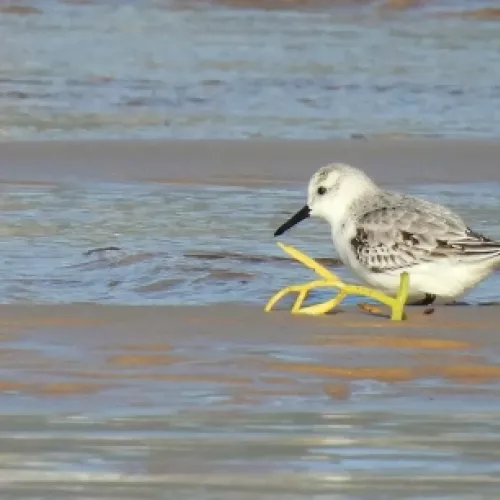 Correlimos tridáctilo en la costa de Cantabria