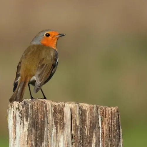 Petirrojo europeo en las Marismas de Santoña