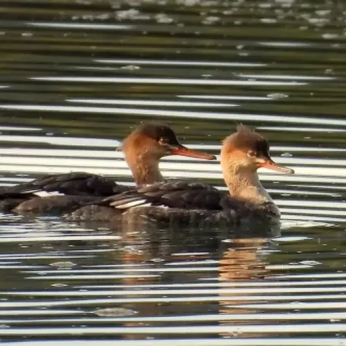 Serretas nadando en las Marismas de Santoña