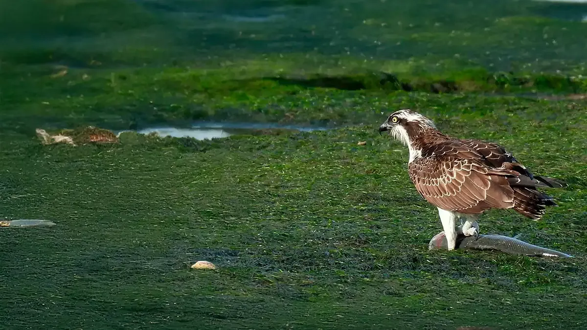 Ornithological tourism in Cantabria