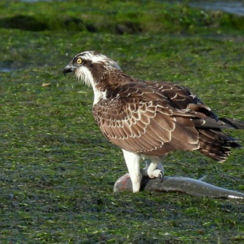 Águila pescadora en Cantabria