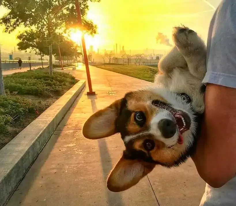 Dog-Friendly Hotel