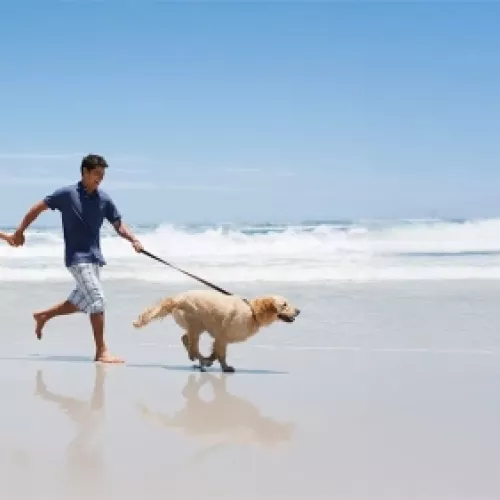 Hotel dog friendly en Cantabria para viajar con perro en familia