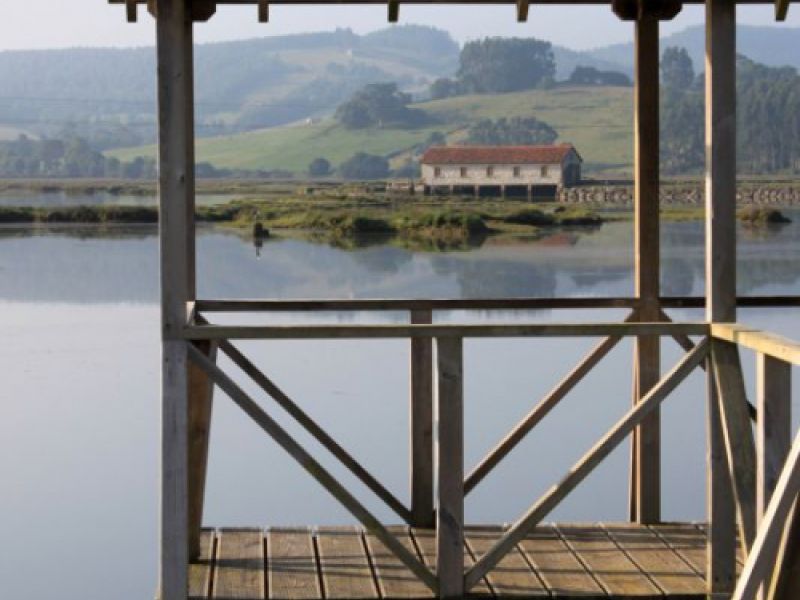 Observación de aves en Cantabria, turismo ornitológico