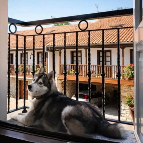Perro descansando en el balcón de una habitación de hotel dog friendly en Cantabria
