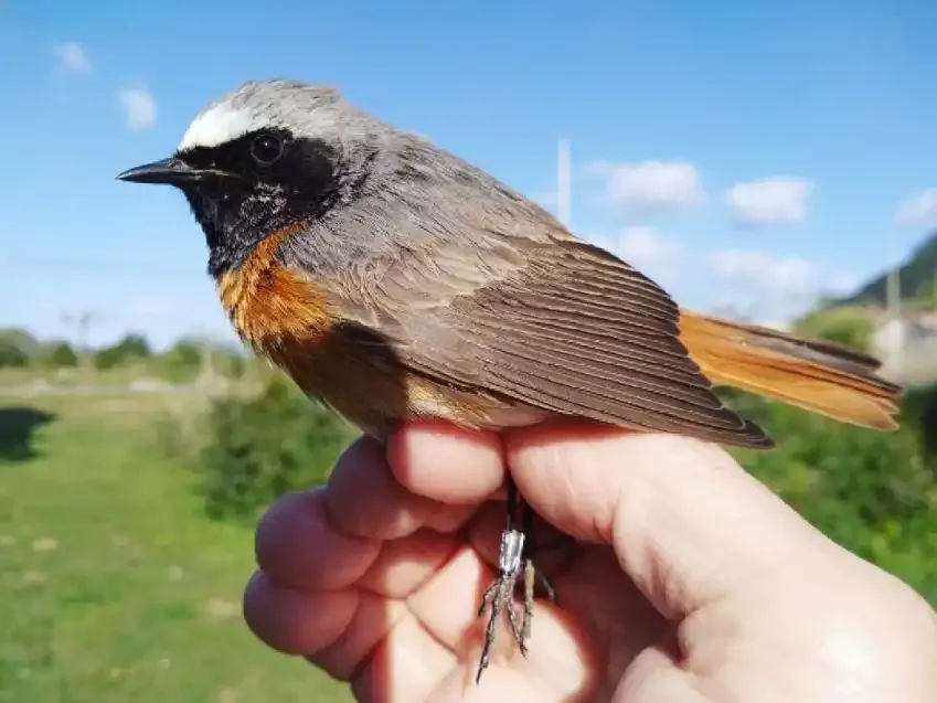 Birdwatching Tourism in Cantabria