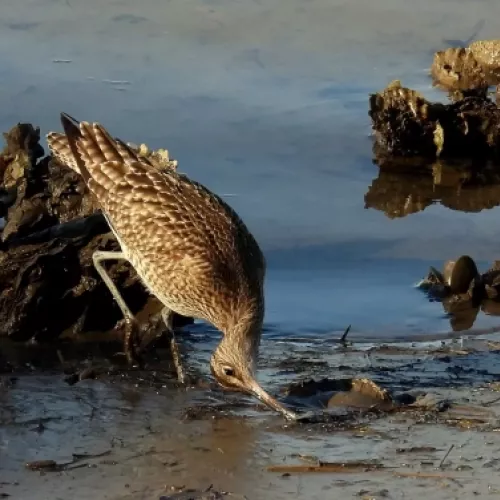 Zarapito real alimentándose en las Marismas de Santoña