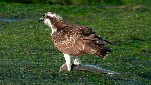 Águila pescadora alimentándose en las Marismas de Santoña, zona clave para el avistamiento de aves en Cantabria