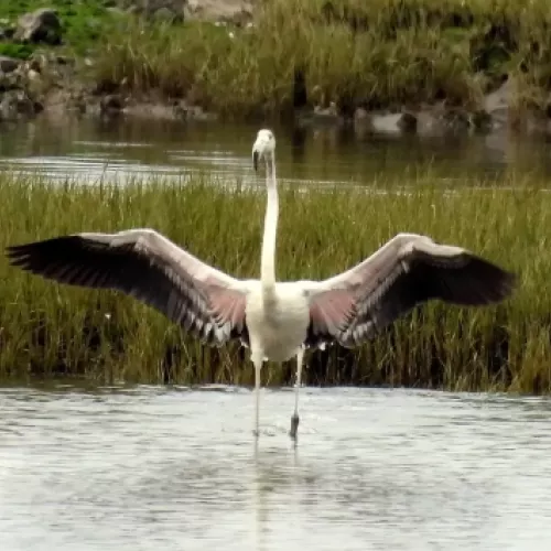 Flamenco en las Marismas de Santoña, Cantabria