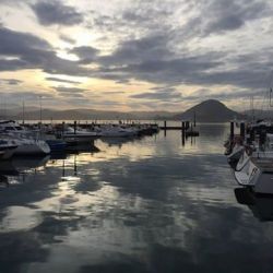Avistamiento de aves en las marismas de Santoña