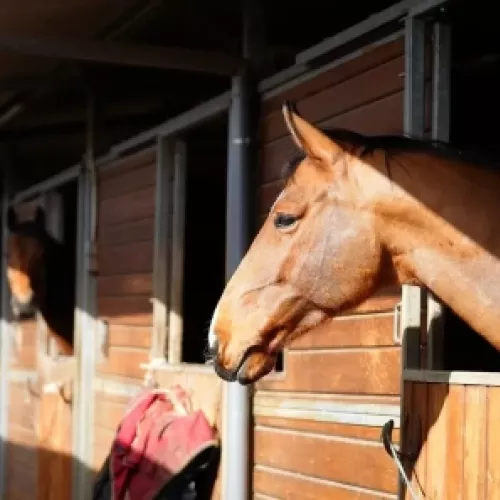 caballos en cuadras del centro hípico Laredo Cantabria