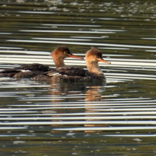 Serretas nadando en marismas de Cantabria