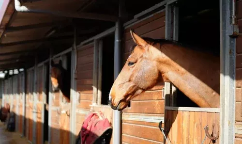 instalaciones del centro hípico en Laredo Cantabria con caballos en cuadras