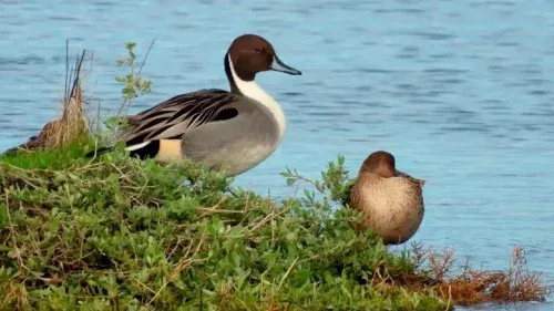 Aves acuáticas en humedal de Cantabria, entorno ideal para excursiones de avistamiento de aves migratorias