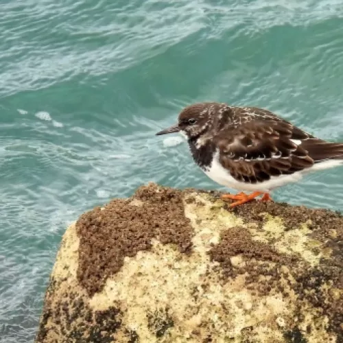 Vuelvepiedras común en la costa de Cantabria