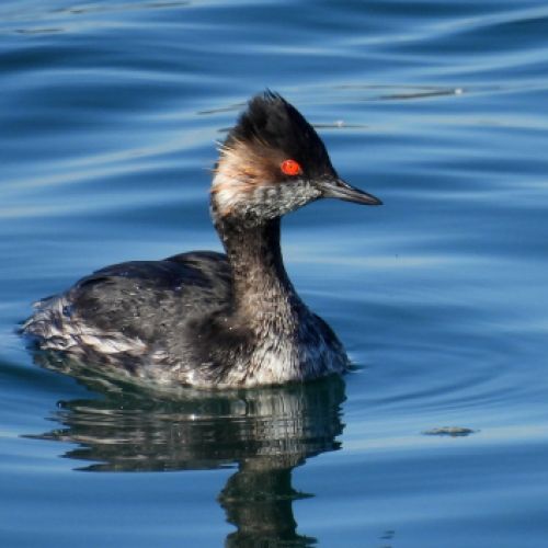 Zampullín nadando en lagunas de Cantabria