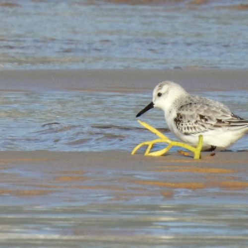 Andarrios tridáctilos en zonas húmedas de Cantabria