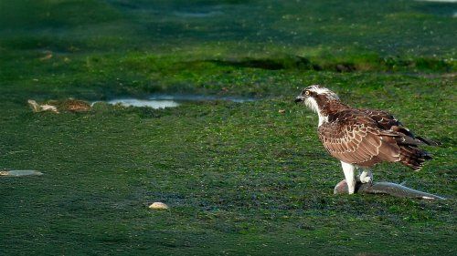 Turismo ornitológico en Cantabria