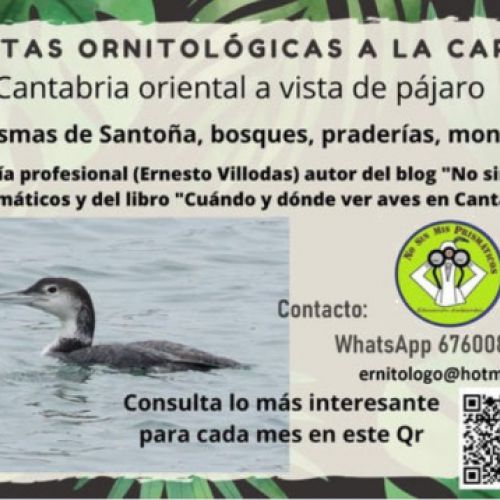 Ruta ornitológica en Cantabria con guía local