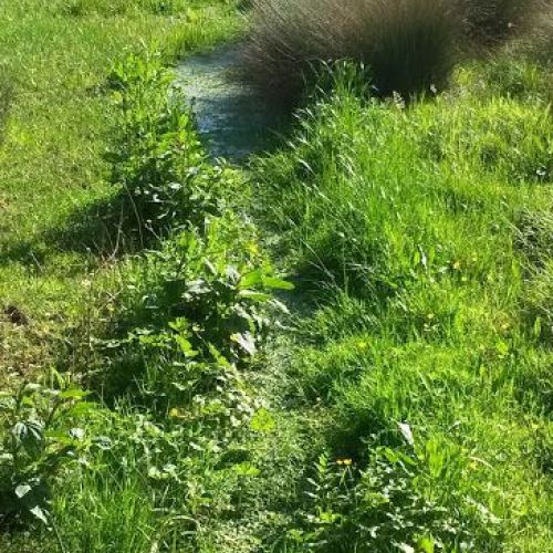 Aves protegidas en rutas ornitológicas por Cantabria