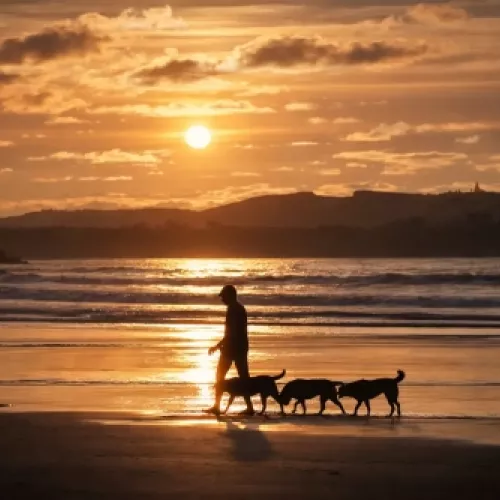 Vacaciones con mascotas en Cantabria, paseo con perros por la playa al atardecer