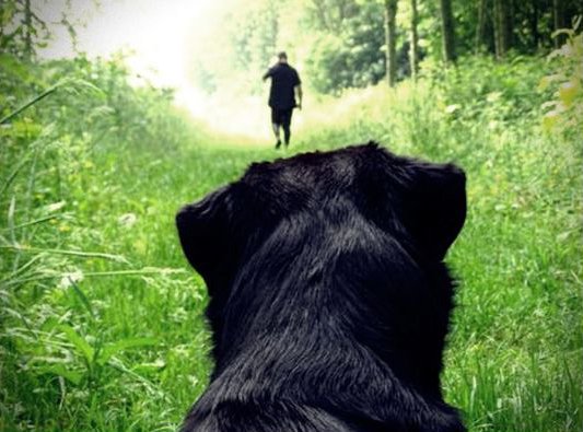Viajar con mascotas por Cantabria Hotel Dog-Friendly Cantabria