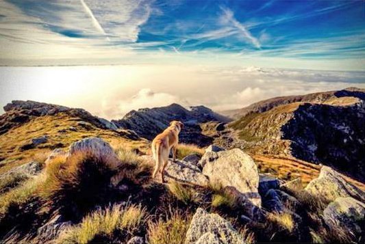 Hotel rural con mascotas en Cantabria