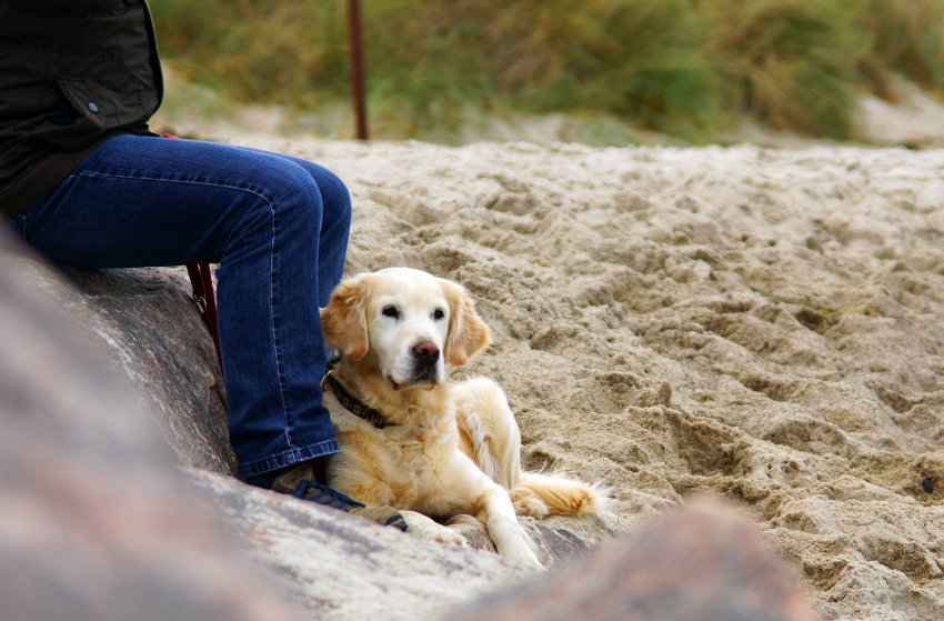 Playas para perros