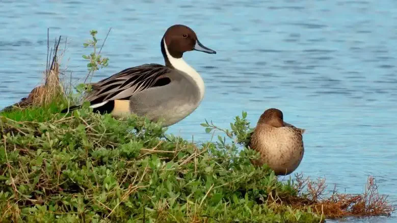 Best birdwatching routes across Cantabria