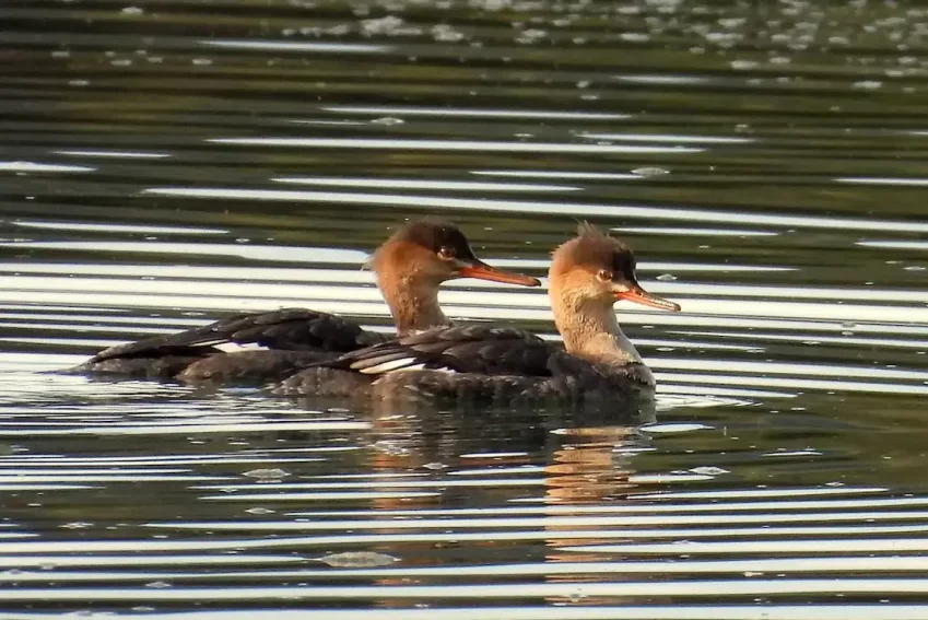 Observaci&oacute;n de aves en Cantabria en las marismas de Santo&ntilde;a