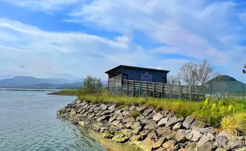 Observaci&oacute;n de aves en las Marismas del Astillero